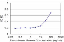 ZNF70 Antibody (clone 1D8)