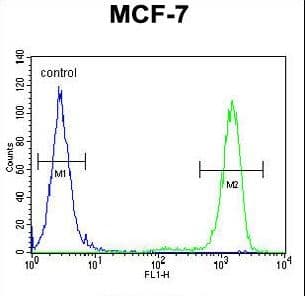 EFHB Antibody (aa1-30)