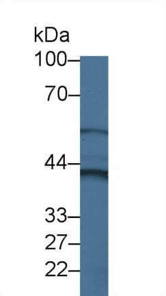 CYTH4 / PSCD4 Antibody (aa1-379, APC)