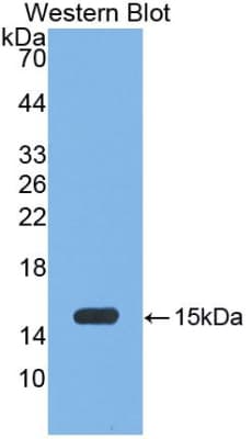 MPO / Myeloperoxidase Antibody (aa139-252, Biotin)