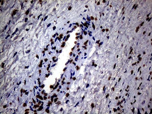 SH3BGRL Antibody (clone OTI8F7)