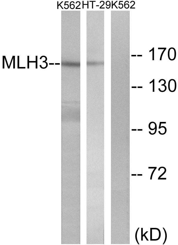 MLH3 Antibody