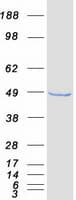 Human DUSP9 Protein (Recombinant Myc-DDK (Flag))