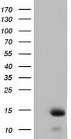 FSHB / FSH Beta Antibody (clone OTI2A6)