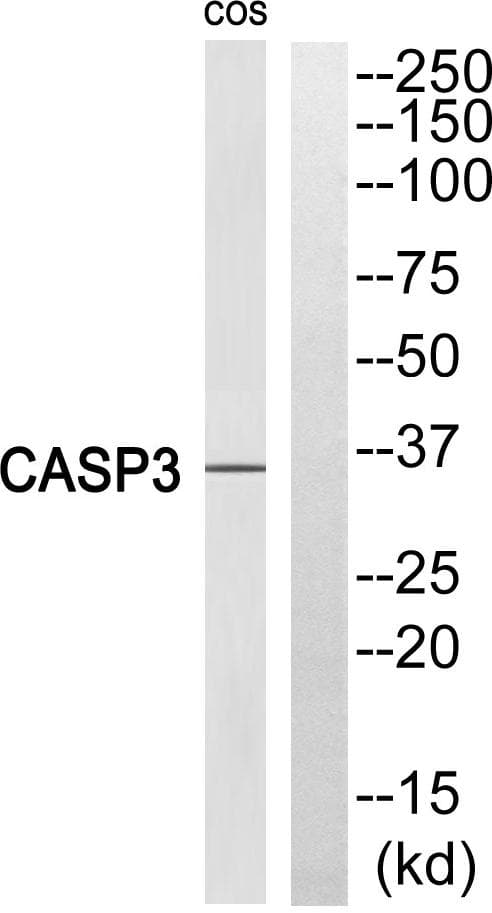 CASP3 / Caspase 3 Antibody (Cleaved-Ser29)