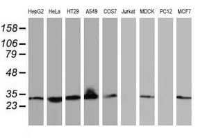 BIN3 Antibody (clone OTI8E9, Carrier-free)