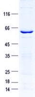 Human NPDC1 Protein (Recombinant GST, N-terminus + His, C-terminus)