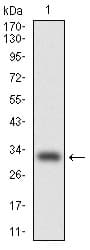 C/EBP Alpha / CEBPA Antibody (clone 4E10)