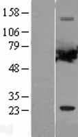 PPP2R1A Protein (Over-Expression Lysate Myc-DDK (Flag))