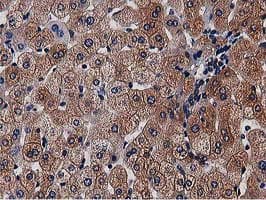NUDT6 Antibody (clone OTI9D12)