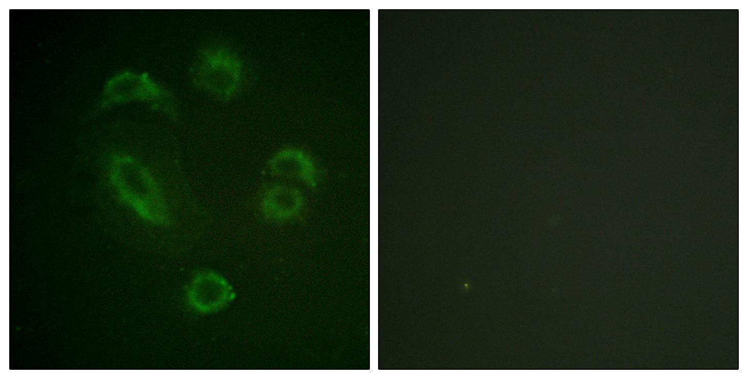 DAPP1 / BAM32 Antibody (phospho-Tyr139)