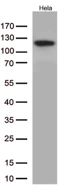 NFKB1 / NF-Kappa-B Antibody (clone OTI3A9)