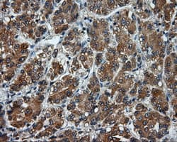 Monoclonal Mouse anti-Human BAP / SIL1 Antibody (clone OTI3B11, IHC, IF, WB)