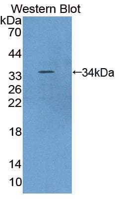 MTOR Antibody (aa2226-2488)