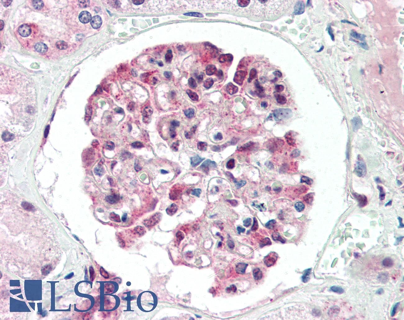 IHC-plus™ Polyclonal Rabbit anti-Human ID3 Antibody (C-Terminus, IHC)