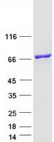 Human KLC2 Protein (Recombinant Myc-DDK (Flag))