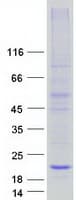Human C20orf141 Protein (Recombinant Myc-DDK (Flag))