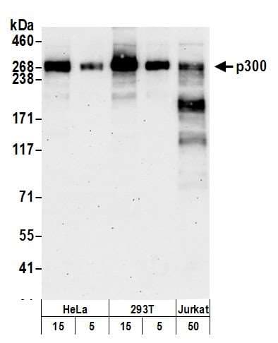 Polyclonal Rabbit anti-Human EP300 / p300 Antibody (aa950-1000, IHC, WB)