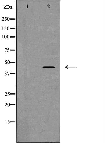 CD46 Antibody