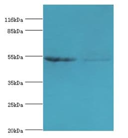 SLC2A4 / GLUT-4 Antibody (aa223-287, FITC)