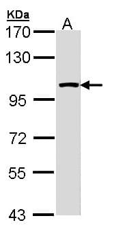 LARS2 / LEURS1 Antibody (aa181-458)