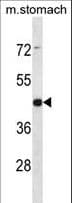 ARRDC1 Antibody (aa136-164)
