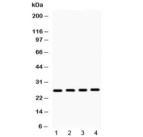 HMG1 / HMGB1 Antibody