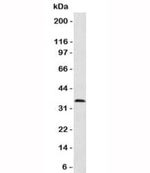 PCNA Antibody (clone PM441-1)