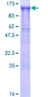Human IPO13 / LGL2 Protein (Recombinant GST)