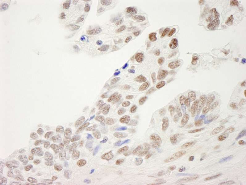 SP1 Antibody (aa750-C-term)
