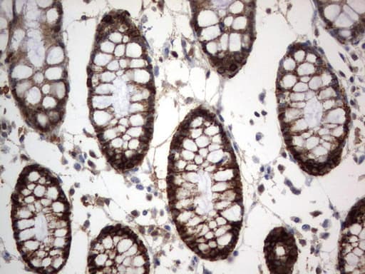 CD44 Antibody (clone UMAB134)