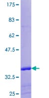 Human EBF4 Protein (Recombinant GST)