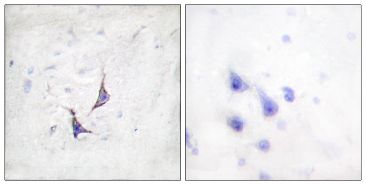 SDC4 / Syndecan 4 Antibody (aa145-194)