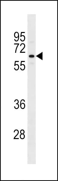 TAF1B Antibody (aa367-396)