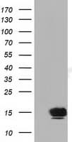 Monoclonal Mouse anti-Human FSHB / FSH Beta Antibody (clone OTI2E5, WB)