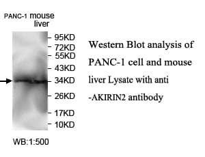 AKIRIN2 Antibody (aa3-201)