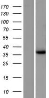 GEMC1 / GMNC Protein (Over-Expression Lysate Myc-DDK (Flag))