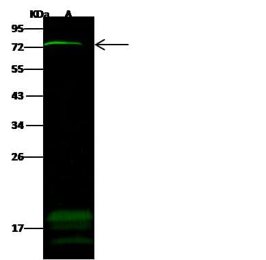 Polyclonal Rabbit anti-Human ZNF823 Antibody (Preservative Free, WB)