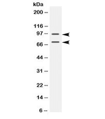 Polyclonal Rabbit anti-Mouse PML Antibody (IHC, WB)