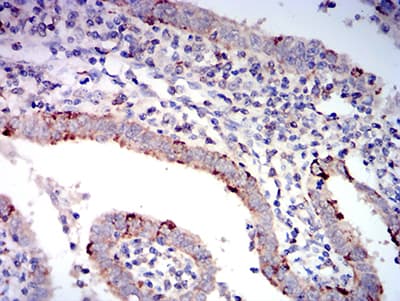 BAX Antibody (clone 4H9B11)