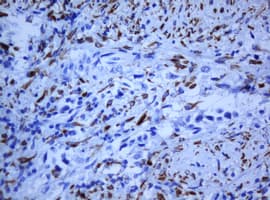 HIF3A / HIF3-Alpha Antibody (aa355-669, clone OTI2D2)