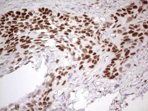 MCM2 Antibody (clone OTI1B1)