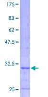Human COX7C Protein (Recombinant GST)