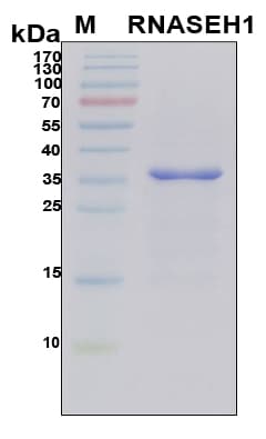 Human RNASEH1 Protein (Recombinant 6His, N-terminus)
