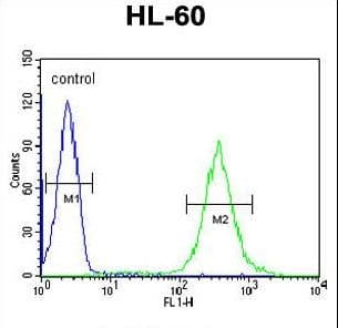 GDA / Nedasin Antibody (aa94-122)