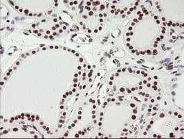 USP7 / HAUSP Antibody (clone OTI3F7)