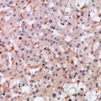 CCL21 / SLC Antibody