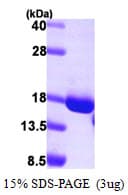 Human GCSH Protein (Recombinant His)