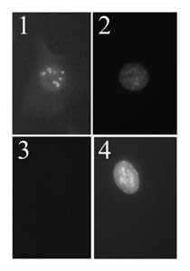 p19ARF (Mouse Cdkn2a) Antibody (aa54-75, clone 12A11)