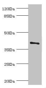 Polyclonal Rabbit anti-Human TGFB4 / LEFTY2 Antibody (IHC, WB)